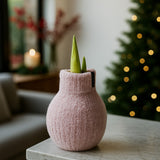 Amaryllis Zwiebel Cozy Pink