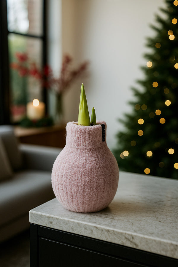 Amaryllis Zwiebel Cozy Pink