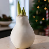 Amaryllis in Wachs – Velvet Weiß