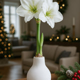 Amaryllis in Wachs – Velvet Weiß