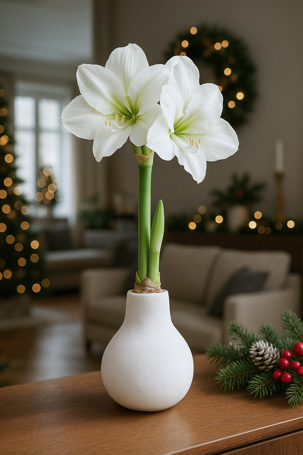 Amaryllis in Wachs – Velvet Weiß