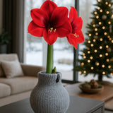 Amaryllis Zwiebel Cozy Grau