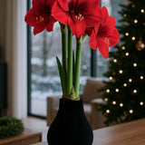 Amaryllis in Wachs – Velvet Schwarz