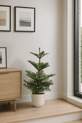 Araucaria Heterophylla Ø:21 H:100 cm