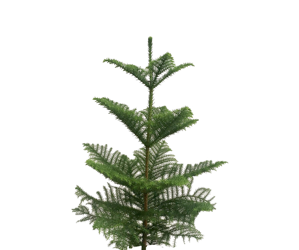 Araucaria Heterophylla Ø:21 H:100 cm