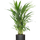 Areca - Goldfruchtpalme Ø:17 H:65 cm