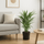 Areca - Goldfruchtpalme Ø:17 H:65 cm