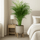 Areca - Goldfruchtpalme Ø:27 H:160 cm