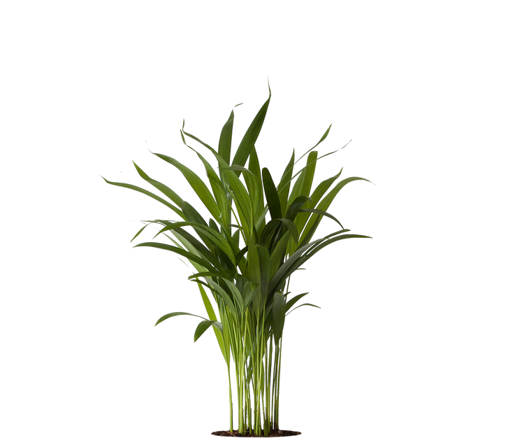 Areca - Goldfruchtpalme Ø:12 H:40 cm