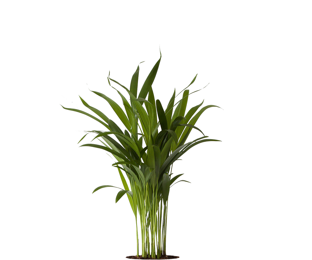 Areca - Goldfruchtpalme Ø:12 H:40 cm