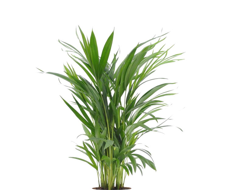 Areca - Goldfruchtpalme Ø:17 H:65 cm