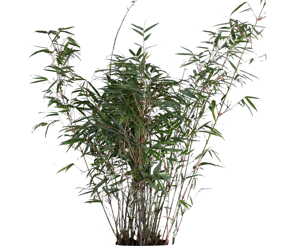 Bambus - Fargesia Rufa Ø:23 H:110 cm