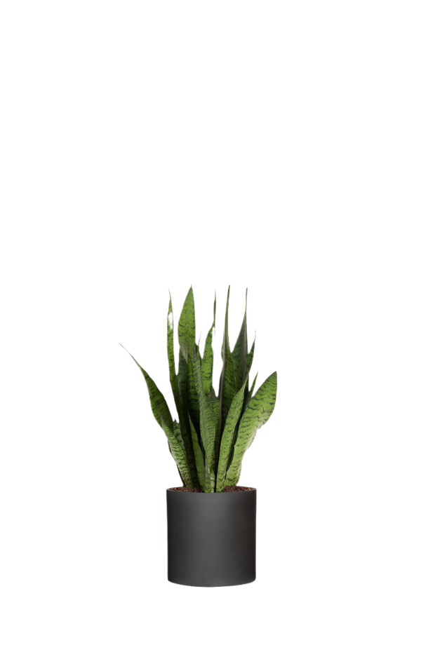 Bogenhanf - Sansevieria Black Coral Ø:12 H:35 cm