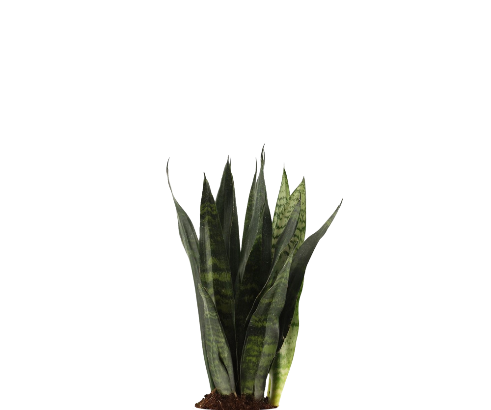 Bogenhanf - Sansevieria Black Coral Ø:12 H:35 cm