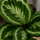 Calathea Medallion - Korbmarante Ø:14 H:50 cm