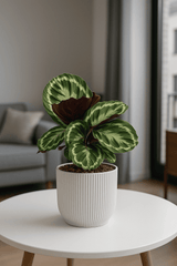 Calathea Medallion - Korbmarante Ø:14 H:50 cm