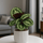 Calathea Medallion - Korbmarante Ø:14 H:50 cm