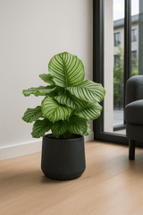 Calathea Orbifolia - Korbmarante Ø:24 H:70 cm
