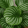 Calathea Orbifolia - Korbmarante Ø:24 H:70 cm