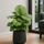Calathea Orbifolia - Korbmarante Ø:24 H:70 cm