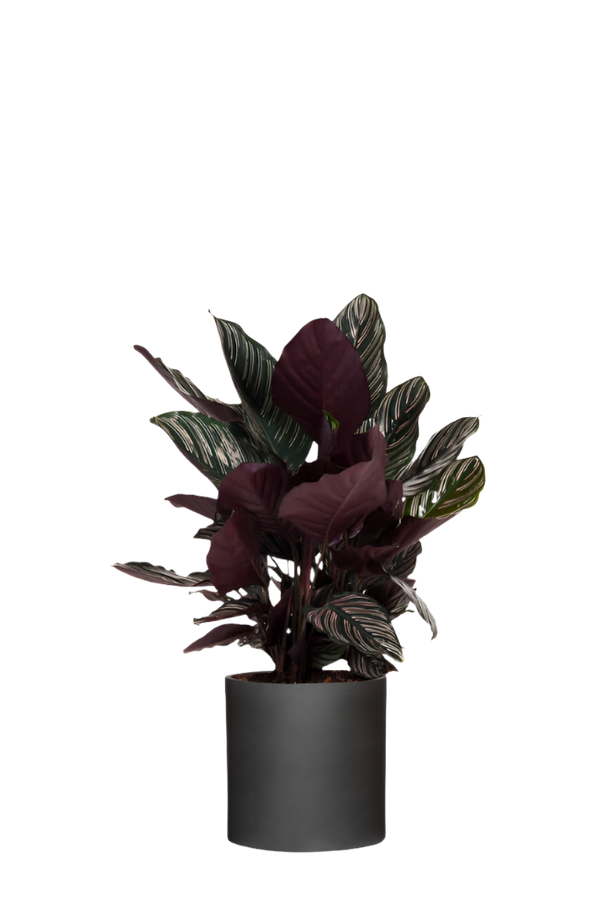 Calathea Ornata - Korbmarante Ø:27 H:80 cm