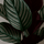 Calathea Ornata Sanderiana - Korbmarante Ø:14 H:40 cm