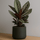Calathea Ornata Sanderiana - Korbmarante Ø:14 H:40 cm
