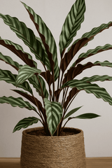 Calathea Rufibarba - Korbmarante Ø:17 H:55 cm