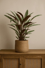 Calathea Rufibarba - Korbmarante Ø:17 H:55 cm