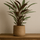 Calathea Rufibarba - Korbmarante Ø:17 H:55 cm