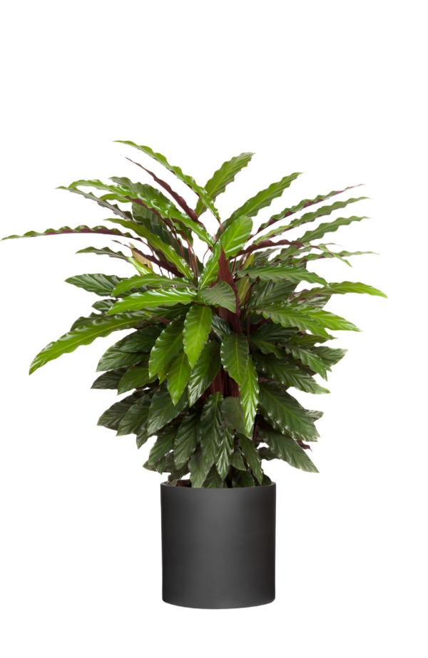 Calathea Rufibarba 'Wavestar' - Korbmarante Ø:27 H:80 cm