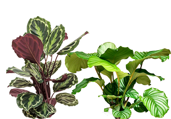 Calathea Set - Orbifolia & Medallion