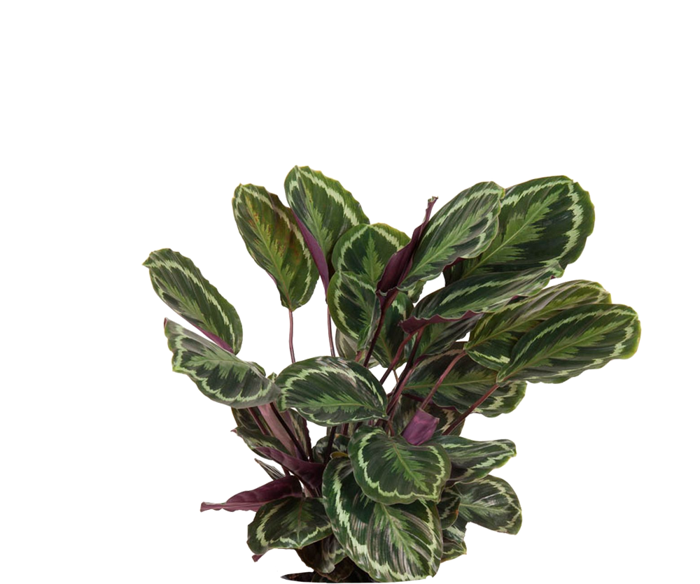 Calathea Medallion - Korbmarante Ø:24 H:70 cm