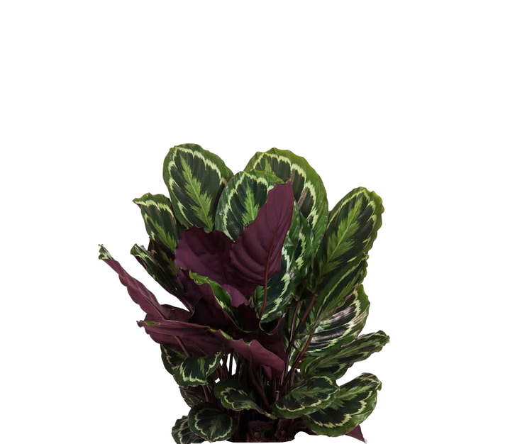 Calathea Medallion - Korbmarante Ø:27 H:80 cm