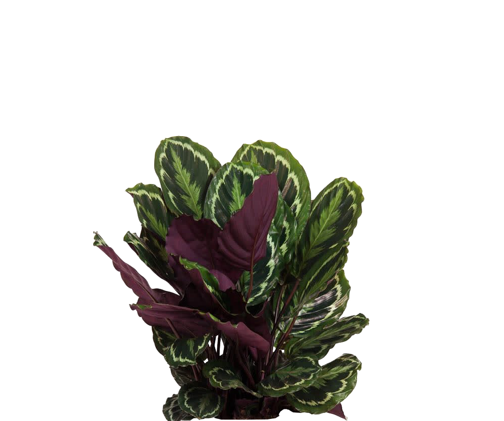 Calathea Medallion - Korbmarante Ø:27 H:80 cm