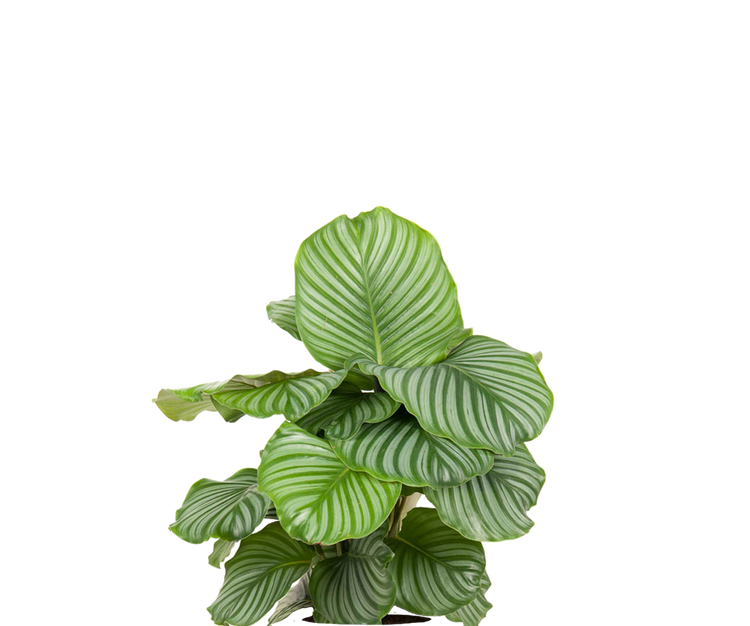 Calathea Orbifolia - Korbmarante Ø:24 H:70 cm