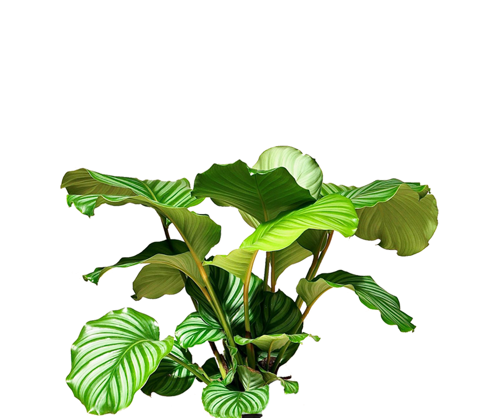 Calathea Orbifolia - Korbmarante Ø:21 H:70 cm