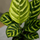 Calathea makoyana - Korbmarante Ø:14 H:45 cm