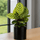 Calathea makoyana - Korbmarante Ø:14 H:45 cm
