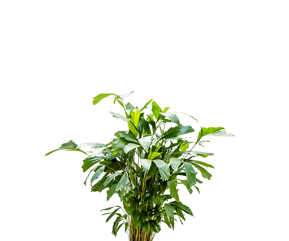 Fischschwanzpalme - Caryota Mitis Ø:21 H:100 cm