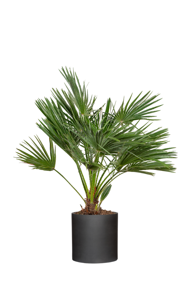 Chamaerops Humilis - Zwergpalme Ø:24 H:100 cm