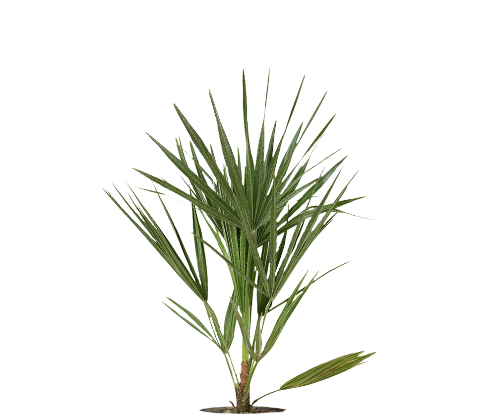 Chamaerops Humilis - Zwergpalme Ø:15 H:50 cm