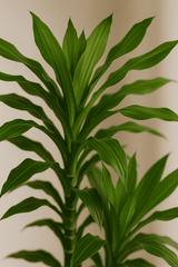 Drachenbaum - Dracaena Janet Lind Ø:27 H:140 cm