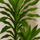 Drachenbaum - Dracaena Janet Lind Ø:27 H:140 cm