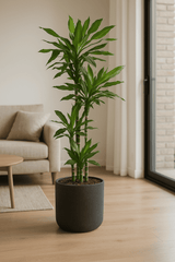 Drachenbaum - Dracaena Janet Lind Ø:27 H:140 cm