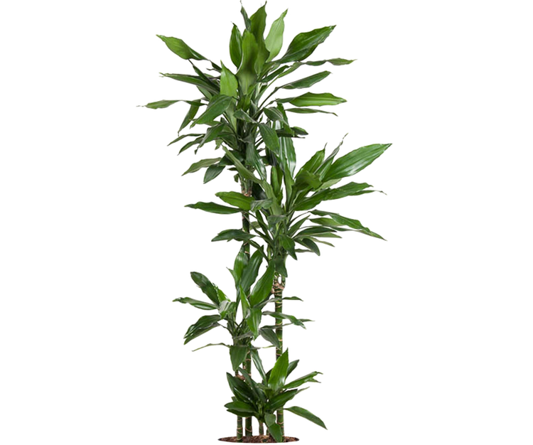 Drachenbaum - Dracaena Janet Lind Ø:27 H:140 cm