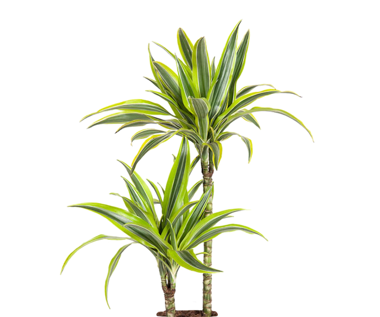 Drachenbaum - Dracaena Lemon Lime Ø:19 H:100 cm