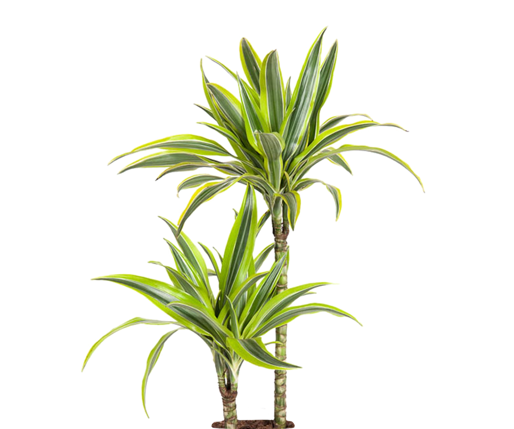 Drachenbaum - Dracaena Lemon Lime Ø:19 H:100 cm