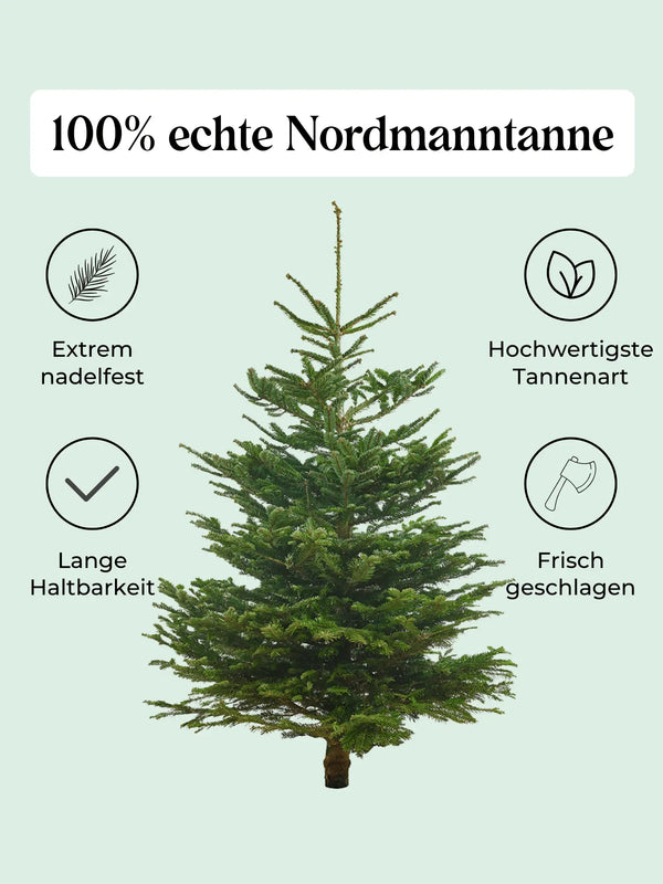 Echte Nordmanntanne 125–150 cm – Premium Weihnachtsbaum