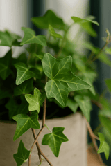 Efeu Hedera helix Pittsburgh Ø:12 H:20 cm